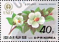 Camellia var. koreana