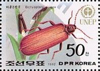 Golden Net-winged Beetle (Dictyoptera aurora)