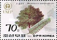 Metasequoia glyptostroboides