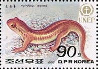 Korean Salamander (Hynobius leechii)