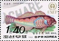 Siberian Bullhead (Cottus poecilopus)