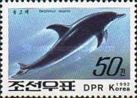 Common Dolphin (Delphinus delphis)