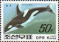 Killer Whale (Orcinus orca)