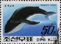 Humpback Whale (Megaptera nodosa)