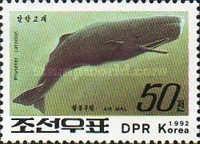 Sperm Whale (Physeter catodon)