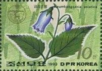 Keumkangsania asiatica