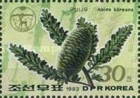 Abies koreana