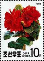 Kimjongilia (Begonia)