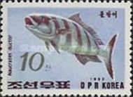 Pilot Fish (Naucrates ductor)