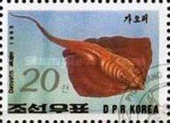 Red Stingray (Dasyatis akajei)
