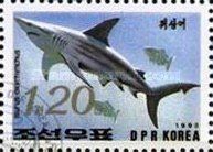 Shortfin Mako Shark (Isurus oxyrhynchus)