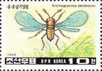 Polyphagous Wasp (Trichogramma dendrolimi)