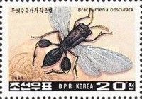 Parasitic Wasp (Brachymeria obscurata)