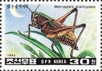 Bog Bush Cricket (Metrioptera brachyptera)
