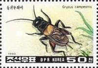 Field Cricket (Gryllus campestris)