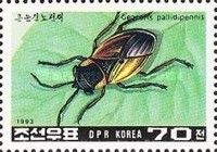 Big-eyed Bug (Geocoris pallidipennis)