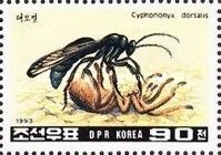 Spider Wasp (Cyphononyx dorsalis)