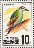 Grey-headed Woodpecker (Picus canus)