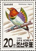King Bird-of-paradise (Cicinnurus regius)