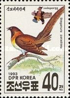 Long-tailed Paradise Whydah (Steganura paradisaea)