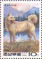 Korean Phungsan (Canis lupus familiaris)
