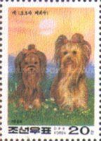 Yorkshire-Terrier (Canis lupus familiaris)