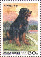 Gordon Setter (Canis lupus familiaris)