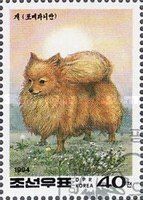 Pomeranian (Canis lupus familiaris)