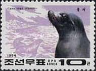 Northern Fur Seal (Callorhinus ursinus) 