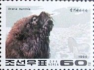 South American Sea Lion (Otaria byronia)