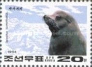 Californian Sea Lion (Zalophus californianus)