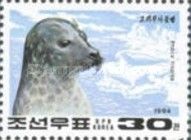 Ringed Seal (Phoca hispida)