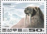 Walrus (Odobenus rosmarus)