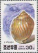 Striped Bonnet (Phalium strigatum)