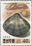 Venus Clam (Gomphina veneriformis)