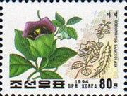 Codonopsis lanceolata