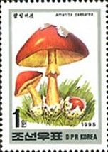 Amanita caesarea