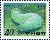 Japanese Sea Cucumber (Stichopus japonicus)