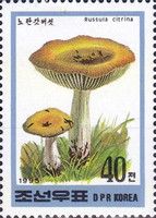 Mushroom / Russula citrina