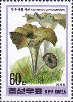 Mushroom / Craterellus cornucoploides