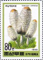 Mushroom / Coprinus comatus