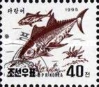 Atlantic Bluefin Tuna (Thunnus thynnus)