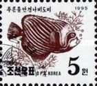 Emperor Angelfish (Pomacanthus imperator)
