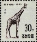 Giraffe (Giraffa camelopardalis)