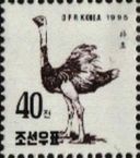 Ostrich (Struthio camelus)