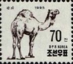 Dromedary (Camelus dromedarius)