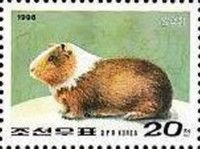 Domestic Guinea Pig (Cavia porcellus)