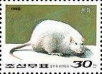 White Rat (Rattus norvegicus forma domestica)