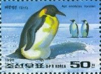 Emperor Penguin (Aptenodytes forsteri)