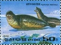 Leopard Seal (Hydrurga leptonyx)
